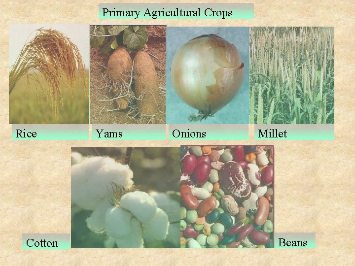 Primary Agricultural Crops Rice Cotton Yams Onions Millet Beans 