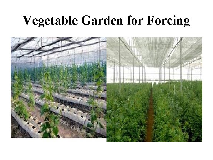 Vegetable Garden for Forcing 