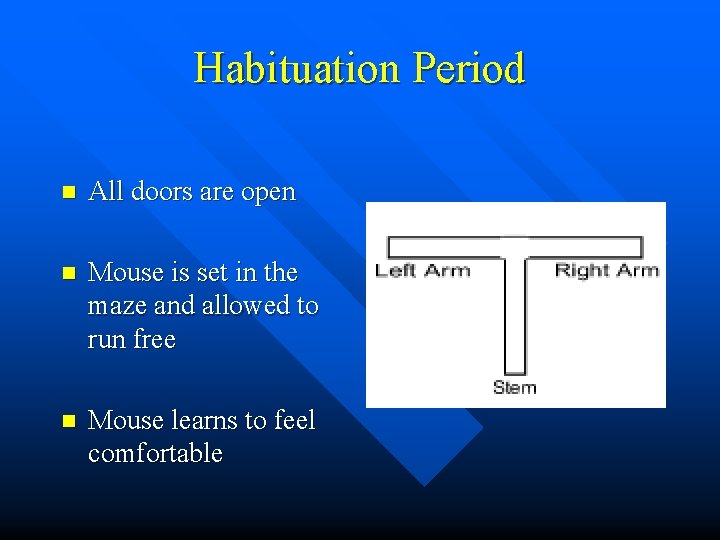 Habituation Period n All doors are open n Mouse is set in the maze