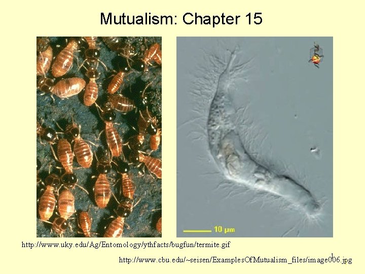 Mutualism: Chapter 15 http: //www. uky. edu/Ag/Entomology/ythfacts/bugfun/termite. gif 1 http: //www. cbu. edu/~seisen/Examples. Of.