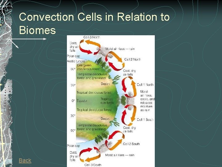 Convection Cells in Relation to Biomes Back 