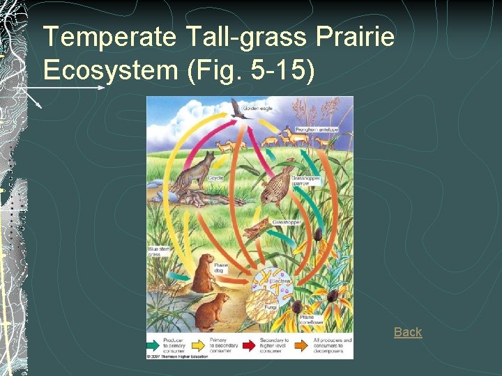 Temperate Tall-grass Prairie Ecosystem (Fig. 5 -15) Back 