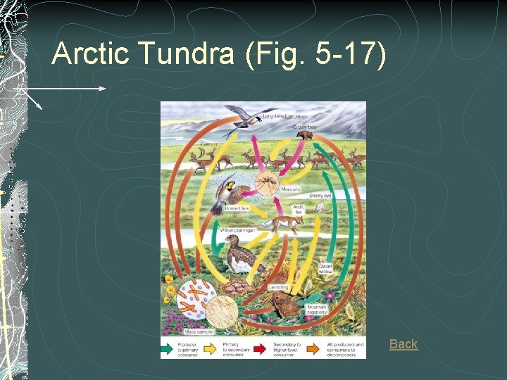 Arctic Tundra (Fig. 5 -17) Back 