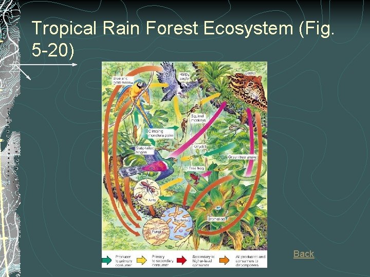 Tropical Rain Forest Ecosystem (Fig. 5 -20) Back 