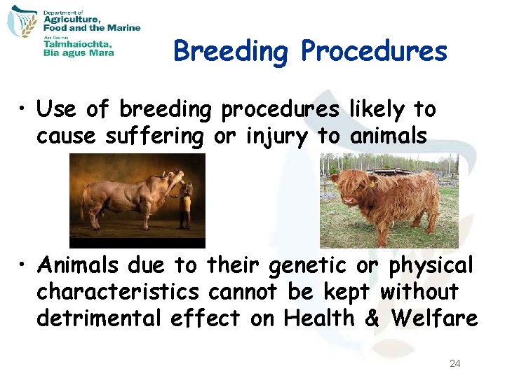 Breeding Procedures • Use of breeding procedures likely to cause suffering or injury to