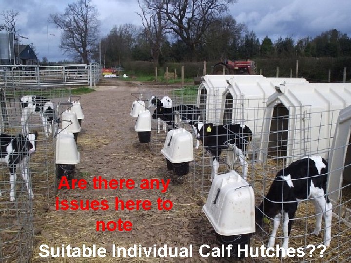 Are there any issues here to note Suitable Individual Calf Hutches? ? 29 