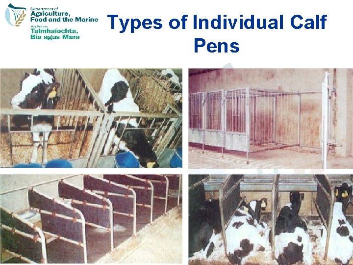Types of Individual Calf Pens 31 