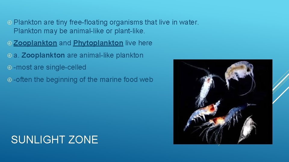  Plankton are tiny free-floating organisms that live in water. Plankton may be animal-like