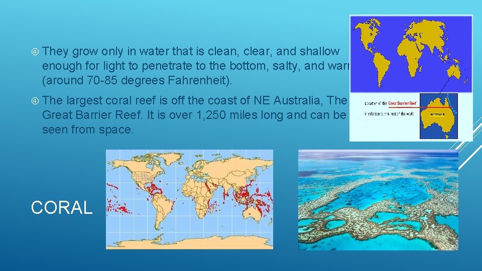  They grow only in water that is clean, clear, and shallow enough for