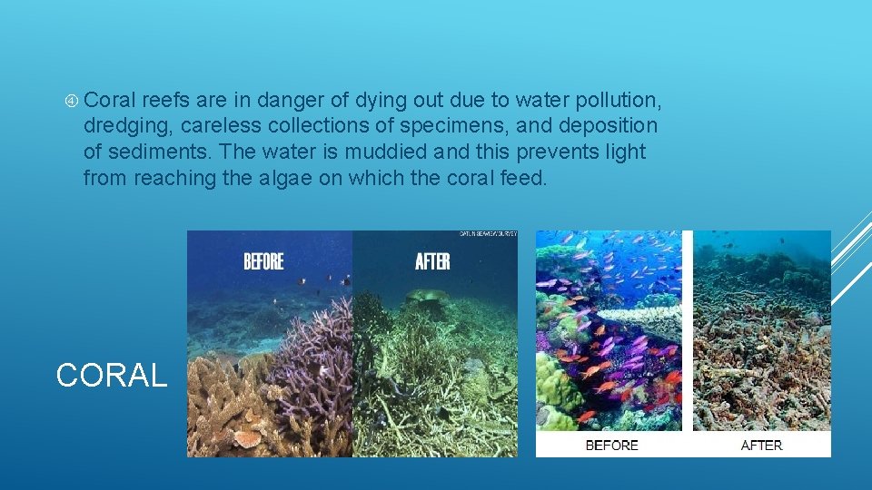  Coral reefs are in danger of dying out due to water pollution, dredging,