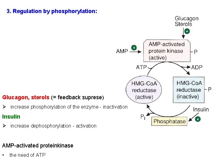 3. Regulation by phosphorylation: Glucagon, sterols (= feedback suprese) Ø increase phosphorylation of the