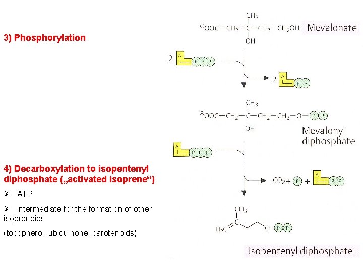 3) Phosphorylation 4) Decarboxylation to isopentenyl diphosphate („activated isoprene“) Ø ATP Ø intermediate for