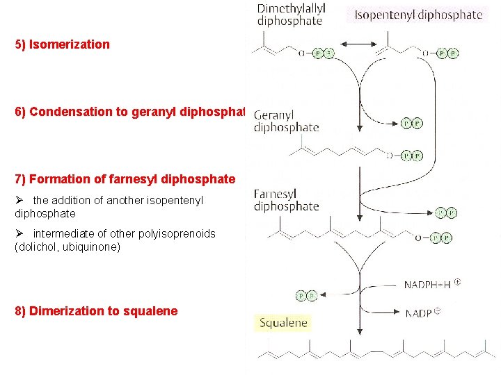 5) Isomerization 6) Condensation to geranyl diphosphate 7) Formation of farnesyl diphosphate Ø the