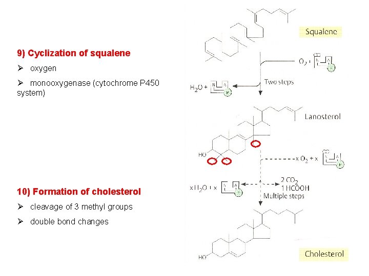 9) Cyclization of squalene Ø oxygen Ø monooxygenase (cytochrome P 450 system) 10) Formation