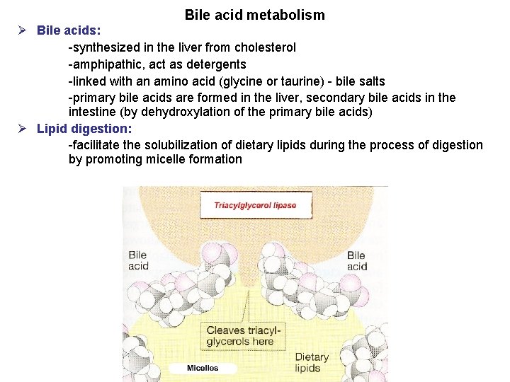 Bile acid metabolism Ø Bile acids: -synthesized in the liver from cholesterol -amphipathic, act Bile acid metabolism Ø Bile acids: -synthesized in the liver from cholesterol -amphipathic, act