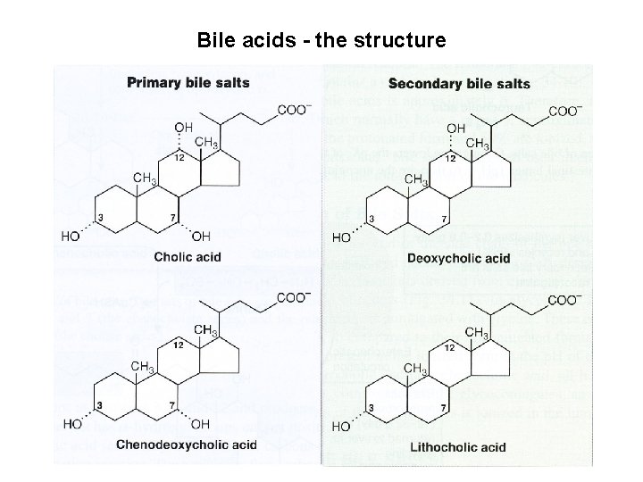 Bile acids - the structure 