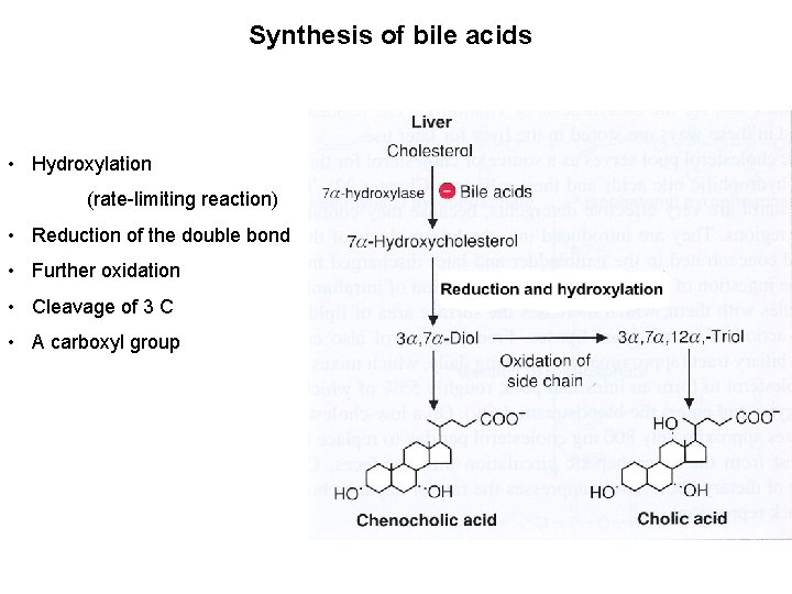 Synthesis of bile acids • Hydroxylation (rate-limiting reaction) • Reduction of the double bond