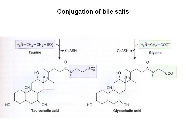 Conjugation of bile salts 