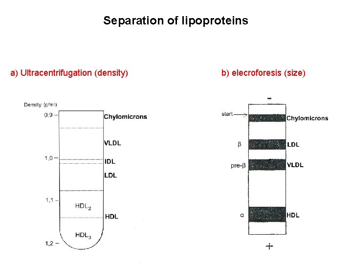 Separation of lipoproteins a) Ultracentrifugation (density) b) elecroforesis (size) Separation of lipoproteins a) Ultracentrifugation (density) b) elecroforesis (size)