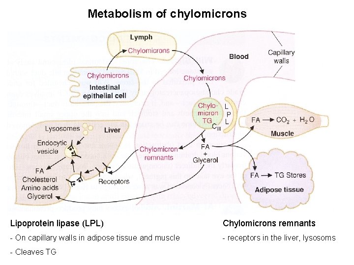 Metabolism of chylomicrons Lipoprotein lipase (LPL) Chylomicrons remnants - On capillary walls in adipose