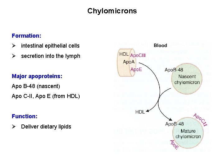 Chylomicrons Formation: Ø intestinal epithelial cells Ø secretion into the lymph Major apoproteins: Apo