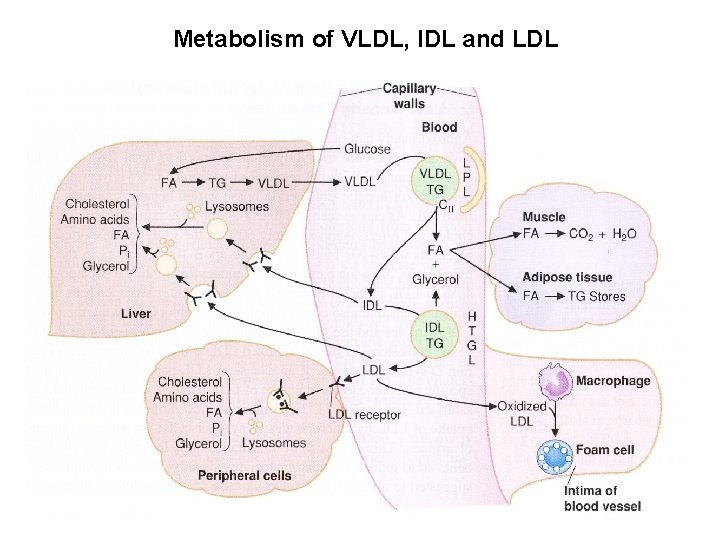 Metabolism of VLDL, IDL and LDL 