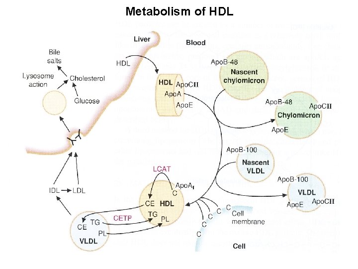 Metabolism of HDL Metabolism of HDL