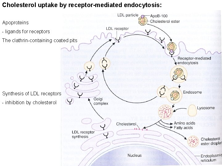 Cholesterol uptake by receptor-mediated endocytosis: Apoproteins - ligands for receptors The clathrin-containing coated pits Cholesterol uptake by receptor-mediated endocytosis: Apoproteins - ligands for receptors The clathrin-containing coated pits