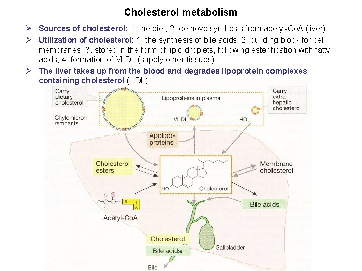 Cholesterol metabolism Ø Sources of cholesterol: 1. the diet, 2. de novo synthesis from