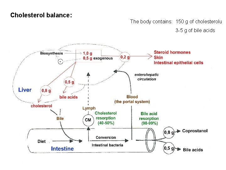Cholesterol balance: The body contains: 150 g of cholesterolu 3 -5 g of bile Cholesterol balance: The body contains: 150 g of cholesterolu 3 -5 g of bile