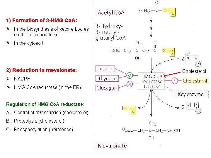1) Formation of 3 -HMG Co. A: Ø In the biosynthesis of ketone bodies