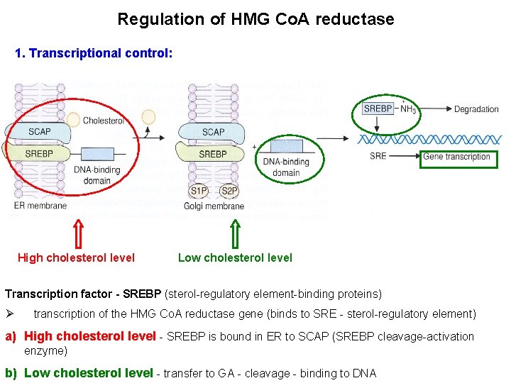 Regulation of HMG Co. A reductase 1. Transcriptional control: High cholesterol level Low cholesterol
