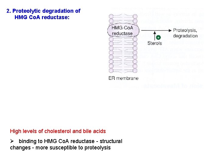 2. Proteolytic degradation of HMG Co. A reductase: High levels of cholesterol and bile 2. Proteolytic degradation of HMG Co. A reductase: High levels of cholesterol and bile