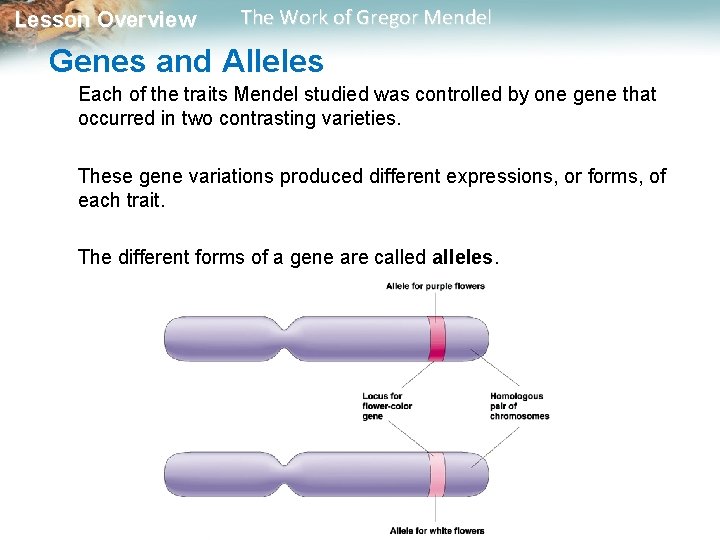 Lesson Overview The Work of Gregor Mendel Genes and Alleles Each of the traits