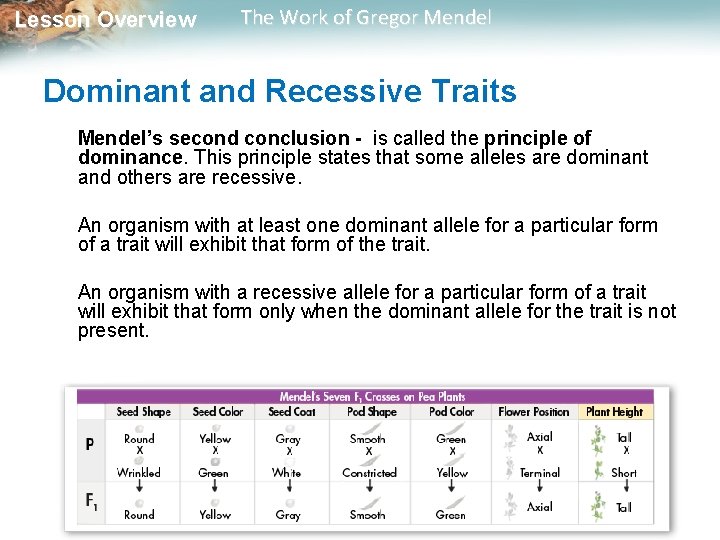 Lesson Overview The Work of Gregor Mendel Dominant and Recessive Traits Mendel’s second conclusion