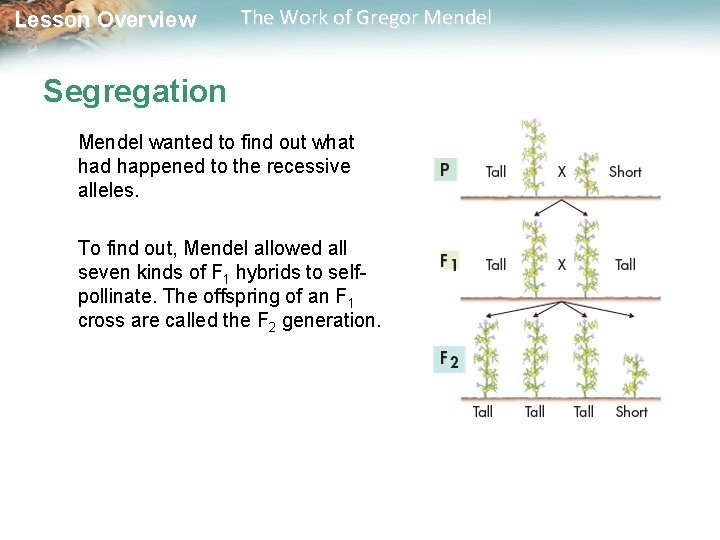 Lesson Overview The Work of Gregor Mendel Segregation Mendel wanted to find out what