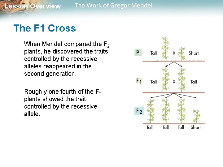 Lesson Overview The Work of Gregor Mendel The F 1 Cross When Mendel compared