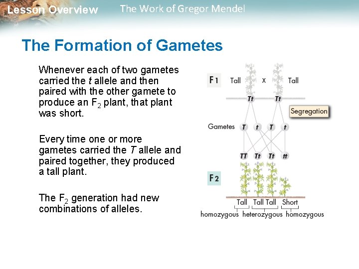 Lesson Overview The Work of Gregor Mendel The Formation of Gametes Whenever each of