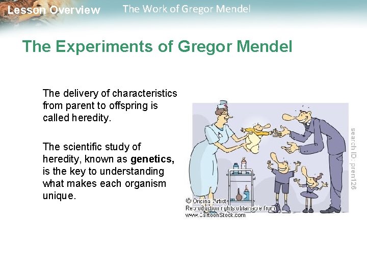Lesson Overview The Work of Gregor Mendel The Experiments of Gregor Mendel The delivery