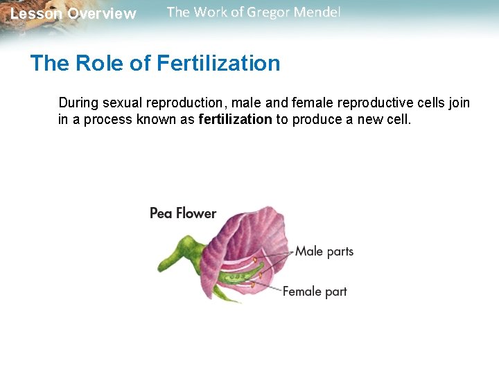 Lesson Overview The Work of Gregor Mendel The Role of Fertilization During sexual reproduction,