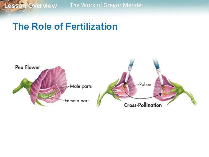 Lesson Overview The Work of Gregor Mendel The Role of Fertilization 