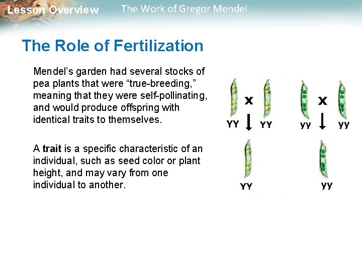 Lesson Overview The Work of Gregor Mendel The Role of Fertilization Mendel’s garden had