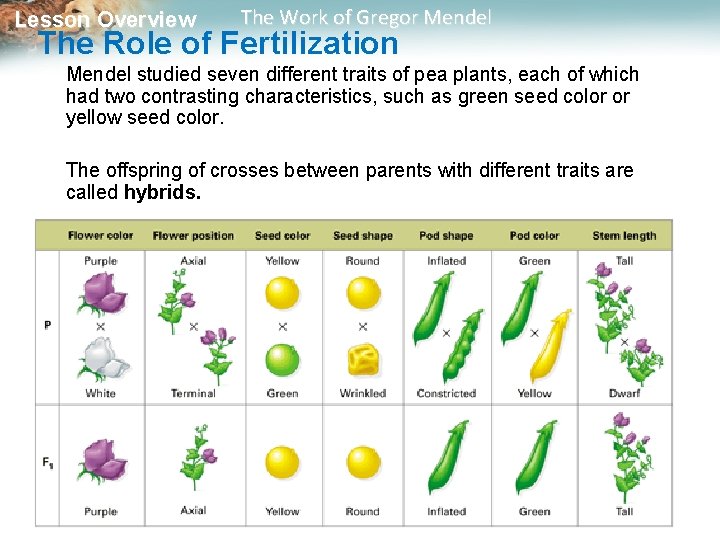 Lesson Overview The Work of Gregor Mendel The Role of Fertilization Mendel studied seven