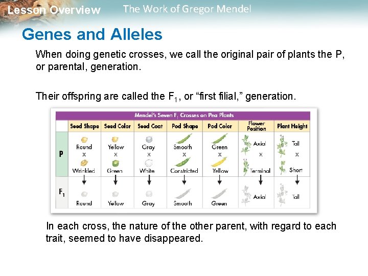 Lesson Overview The Work of Gregor Mendel Genes and Alleles When doing genetic crosses,