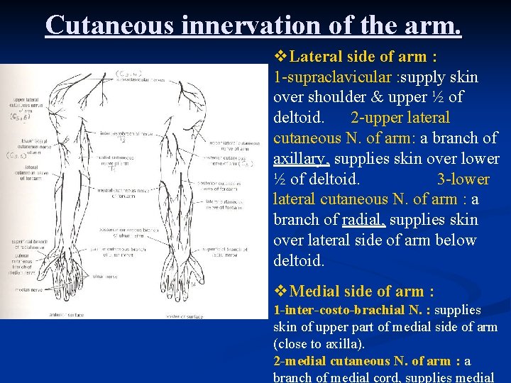 Cutaneous innervation of the arm v Lateral side