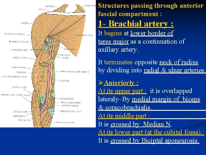 Structures passing through anterior fascial compartment : 1 - Brachial artery : It begins