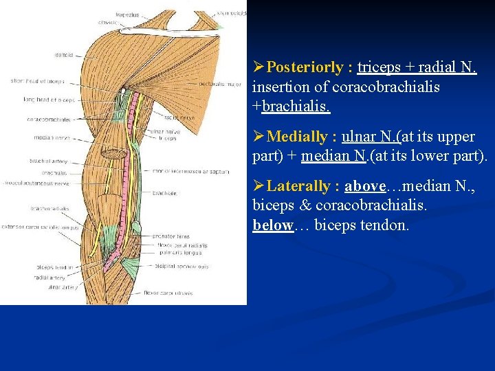 ØPosteriorly : triceps + radial N. insertion of coracobrachialis +brachialis. ØMedially : ulnar N.