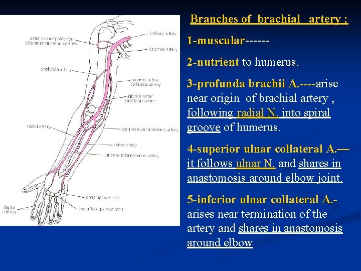 Branches of brachial artery : 1 -muscular-----2 -nutrient to humerus. 3 -profunda brachii A.
