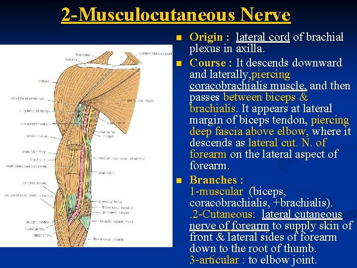 2 -Musculocutaneous Nerve n n n Origin : lateral cord of brachial plexus in