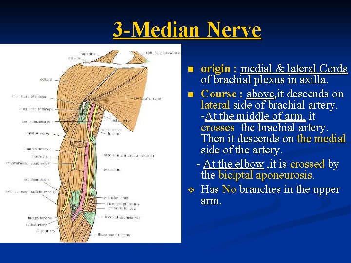 3 -Median Nerve origin : medial & lateral Cords of brachial plexus in axilla.
